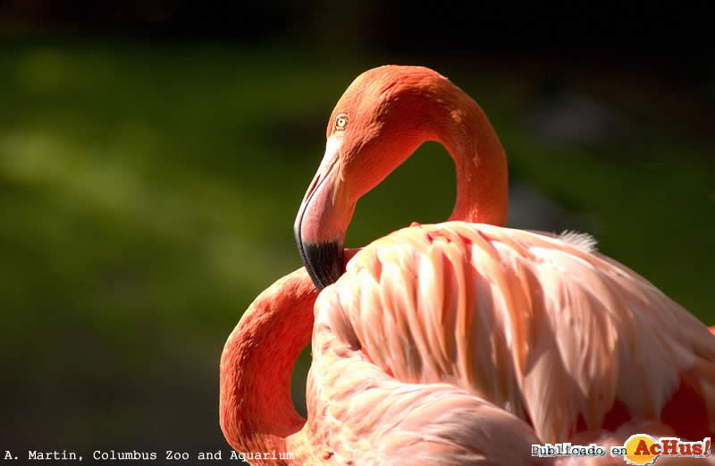 Flamingo   A